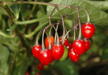 Lilek potměchuť (Solanum dulcamara) – Patří do čeledi lilkovitých (Solanaceae). Rostlina obsahuje glykosidické alkaloidy (soladulcidin, soladulkamarin, solanin). Dále jsou přítomny solanein, kyselina dulkamaretinová, kyselina dulkamarinová, basický glykosid solacein, bílkovinný aglutinin, hořčina dulkamarin, třísloviny, v bobulích asi 32 % fruktózy, bílkoviny, ve stopových množstvích kyselina citrónová a octová, červené barvivo lykopin, v semenech asi 9 % oleje. Sbírají se výhonky (Stipes dulcamarae) dlouhé asi 5 cm, a to buď na jaře před nasazením listů (březen, duben), nebo na podzim po jejich opadu (říjen). Droga se užívá při revmatismu, dně, zánětech dýchacího ústrojí. Zevně se používá při různých kožních afekcích, chronických ekzémech a lupénce. Solanin a příbuzné látky rozrušují ve větším množství červené krvinky. Ze zažívacího ústrojí se obtížně vstřebávají, pokud se však vstřebají, tlumí činnost centrálního nervového systému, působí na dýchání a srdce. Otrava se projevuje zemdleností, nejistou chůzí, zvracením a průjmem. Dojde-li ke vstřebání toxinů do organismu, způsobují zánět ledvin s krvavou močí, omámení, dýchací potíže, stavy úzkosti, křeče, malátnost, ochrnutí, bezvědomí. Smrt nastává zástavou dechu a srdce. Prognóza otravy je však obvykle příznivá, neboť tělo se jedu většinou zbaví dříve, nežli se vstřebá. Léčí se podáváním živočišného uhlí a léků udržujících v činnosti srdce, dýchání a krevní tlak. Otravy byly pozorovány zvláště u dětí, které plody potměchuti zaměnily za jedlé plody. Otravy byly pozorovány i u zvířat.