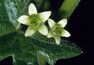 Posed bílý (Bryonia alba) – Patří do čeledi tykvovitých (Cucurbitaceae). Obsahuje glykosidy bryonin, bryonidin, bryodulkosid, třísloviny, fytosterin, pryskyřice (bryoresiny), stopy silic. Nejvíce účinných látek je soustředěno v kořenech, které se také využívaly jako droga (Radix bryoniae albae). Posed se využíval jako poměrně drastické laxativum, emetikum a diuretikum, dnes se již prakticky nepoužívá. Šťáva z posedu dráždí pokožku a při delším působení vyvolává puchýře a záněty. K otravám dochází nejčastěji při záměně bobulí posedu za jedlé plody nebo nesprávném dávkování drogy při léčbě. Po požití se objevuje zvracení a průjem spojený se silnými kolikovitými bolestmi, může rovněž dojít k útlumu dýchacího a vazomotorického centra a zánětu ledvin. Uvádí se, že smrtelná dávka pro dospělého člověka je zhruba 40 bobulí, pro děti jen 15. Otravy byly pozorovány i u koní a ovcí.<br />
