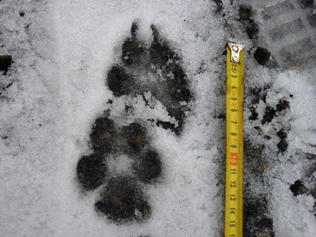 V druhé polovině února dobrovolníci vlčích hlídek nalezli v dalších dvou místech v Rychlebských horách stopy, které s největší pravděpodobností patřily také vlkovi.