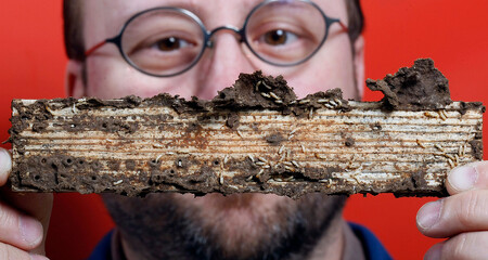 Šéf vědeckého týmu Mike Scharf pózuje s termity, které zkoumal.