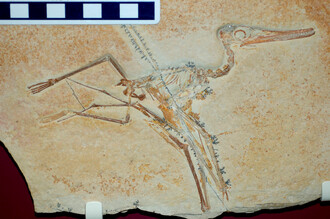 Pterosaurus Ctenochasma elegans patřil k "nočním letcům".