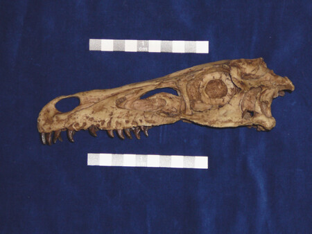Velociraptor mongoliensis lovil podle nových poznatků především v noci.