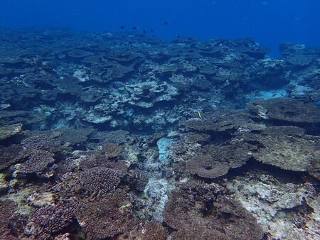 Na 70 procent největšího japonského korálového útesu Sekiseishoko odumřelo.