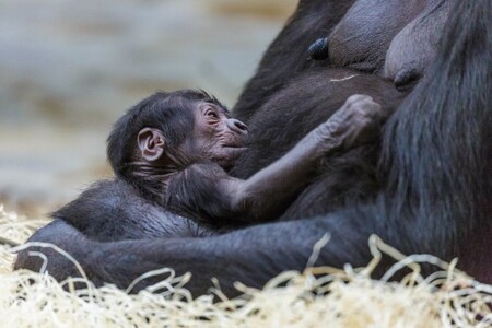 Matce i mláděti se po porodu daří dobře, takže byl rychle Pavilon goril otevřen už v neděli veřejnosti