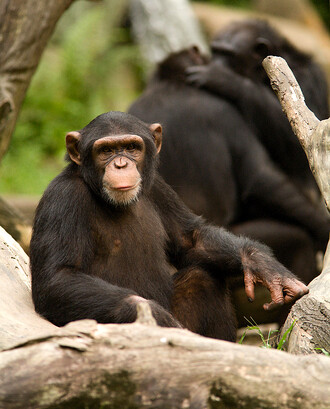 Šimpanzi zřejmě mohou překonat své vrozené predispozice a na základě sociálních konstruktů manipulovat se svým prostředím jinak, než jen instinktivně