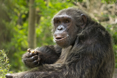 V Africe v divočině jsou šimpanzi ohroženým druhem. V přísně chráněných oblastech je však jejich populace stabilizovaná. Největší hrozbou je pro ně ubývání přirozeného prostředí, ale jsou také loveni pro maso.  / ilustrační foto