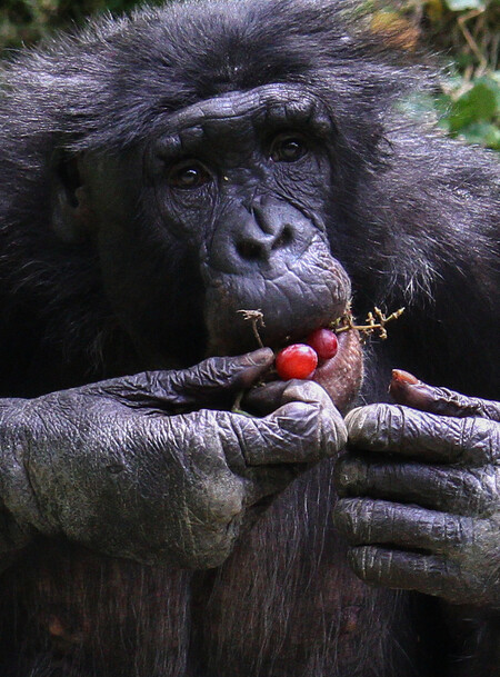 Šimpanzi jsou schopni počkat i dvě minuty, aby dostali větší odměnu. Tamaríni pinčí dokáží počkat jen patnáct sekund a pak vezmou méně, ale hned.
