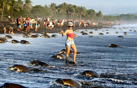 Lidé se volně procházeli mezi zmatenými želvami, dotýkali se jich a fotili si s nimi selfie na mobilní telefony