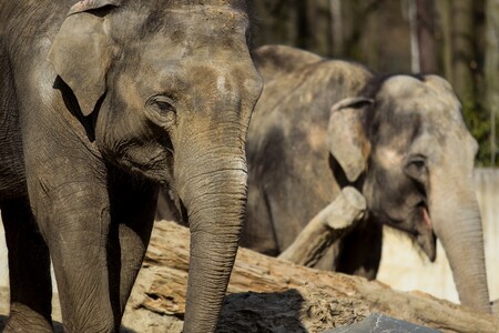 Sloni obvykle ve věku 60 až 65 let přijdou o poslední pár stoliček, které jim slouží k mělnění potravy. Ve volné přírodě tak hynou hlady.