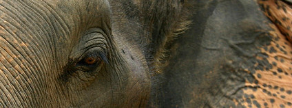 Slon indický Foto: chem7 / Flickr.com