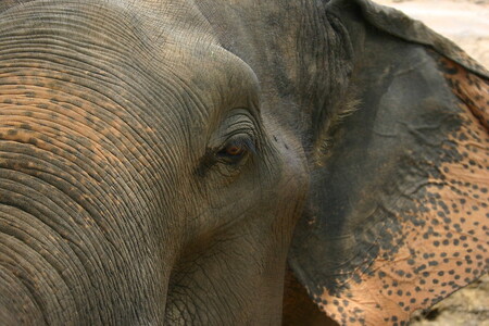 Přirozené životní prostředí zhruba 27 000 až 31 000 volně žijících indických slonů se kvůli odlesňování a rozšiřování lidských sídel neustále zmenšuje. Podle údajů indické vlády ročně tito tlustokožci v zemi zabijí kolem 350 lidí