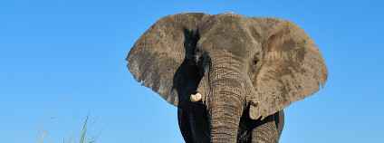 Sloni v Botswaně. Foto: Chris Erasmus Shutterstock