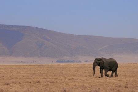 Jako ostatní země subsaharské Afriky se Tanzanie potýká s pytláky slonů a nosorožců.