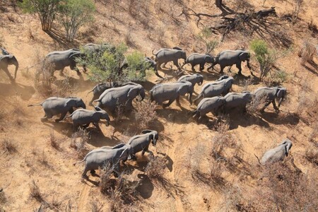 Pytláci loni v Africe již pátý rok po sobě zabili méně slonů než v roce předešlém.