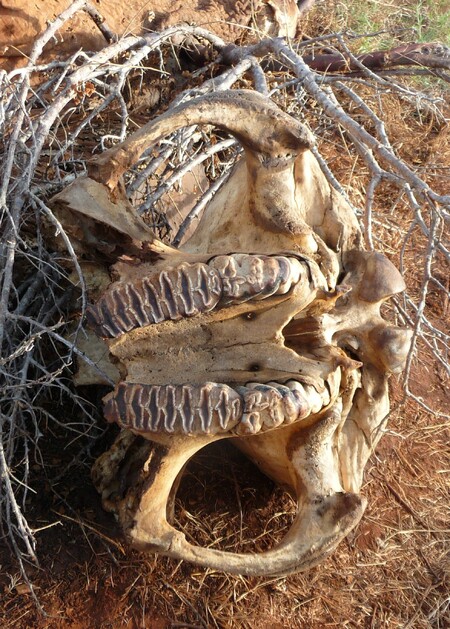 Sloní lebka s uřezanými kly. Zvíře zabili pytláci v oblasti Voi v Keni