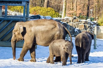 Sloni v ostravské zoo