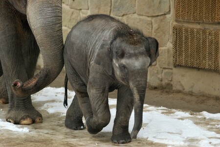 Sloní mládě Rashmi si v ostravské zoo vyšlo na procházku na sníh