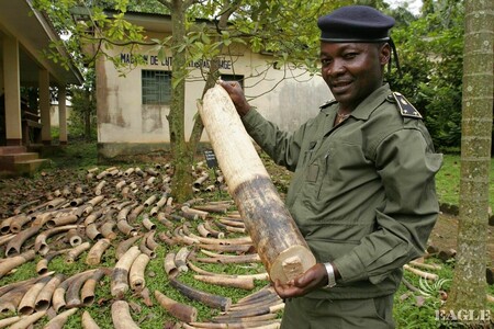 Obchod se slonovinou je zakázaný na základě Úmluvy o mezinárodním obchodu s ohroženými druhy volně žijících živočichů a planě rostoucích rostlin (CITES) od roku 1989. / Na fotografii: V září 2009 se díky EAGLE podařilo kamerunským policistům v Duala zabavit 2 tuny slonoviny.