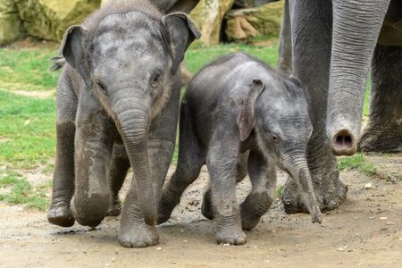 Za ojedinělé považuje Miroslav Bobek, ředitel pražské zoo, narození dvou sloních mláďat.
