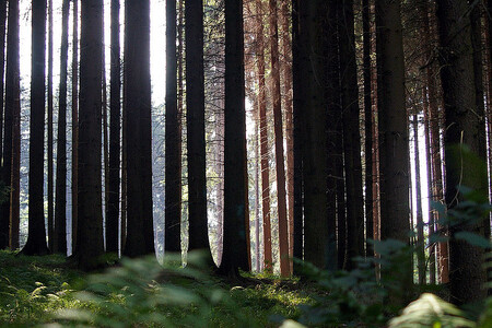 I když smrky budou mít podle ředitele parku Pavla Hubeného v šumavských lesích převahu, správci parku se pokoušejí rozbít monokulturní les