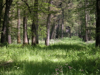 Soutok je unikátní přírodní lokalita, kde se stýkají Dyje, Morava a Kyjovka. Nacházejí se tam lužní lesy či louky se solitérními starými duby. Slouží k chovu jelení a dančí zvěře a divokých prasat. Rozloha obory je přes 4200 hektarů.