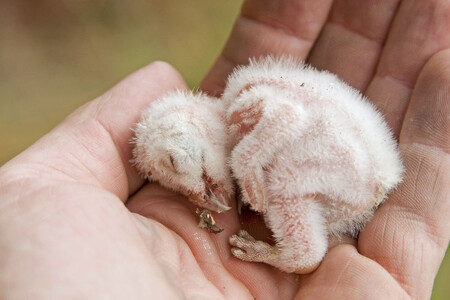 Už po narození jsou mláďata pokryta prvním prachovým peřím (tzv. neoptile), na snímku je mládě staré dva dny.