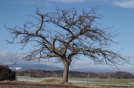 Síť genofondových ploch slouží nejenom k vlastnímu uchování odrůd. V zimě se na nich dokumentují typické habity stromů. Na snímku odrůda Boskoopské z přijatelného záchranného sortimentu jabloní.