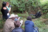gorila horská turisti