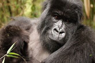 Zvědaví jsou nejen turisté, ale i gorily.