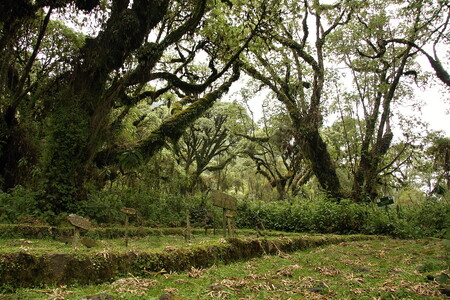 Hřbitov pod korunami hagenií, kde jsou pohřbeny jak gorily, tak Dian Fosseyová.