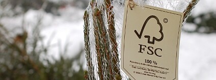 Logo FSC na vánočním stromku z krkonošských lesů. Foto: Hugo Charvát/Ekolist.cz