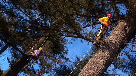 Stromolezení představuje dovednosti arboristů, odborníků pečujících o dřeviny, kteří pomocí speciálních lezeckých technik ošetřují stromy rostoucí mimo les
