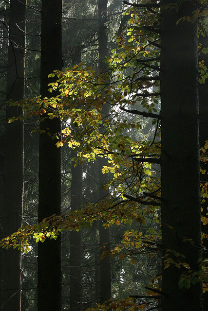 Každý les je jiný a v každém panují trochu jiné zákonitosti, píše Storch.