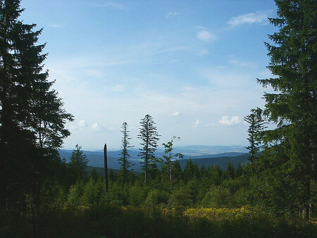 Lesy v národních parcích nejsou lesy hospodářské, určené k produkci dřeva, ale mají ze zákona jiné funkce, připomínají lidé ze Stínové rady NP Šumava.