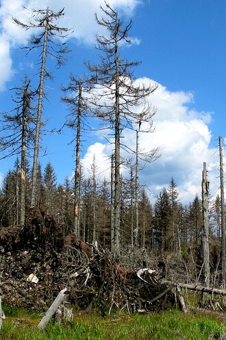 "Buď můžeme lesy vykácet na holinu, nebo se smířit s tím, že les bude přešlý kůrovcem," říká Jakub Hruška