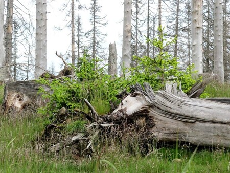 Nejrozsáhlejší kalamita v posledních desetiletích Šumavu zasáhla v roce 2007. Tehdy orkán Kyrill poničil zhruba milion krychlových metrů stromů. Velkou část popadaných stromu v bezzásahových zónách ponechalo tehdejší vedení šumavského národního parku na místě, aniž by se dřevo nějak zpracovalo