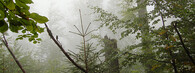 Trojmezenský prales v NP Šumava