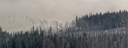 Šumava v zimě Foto: Michal Janda / Flickr.com