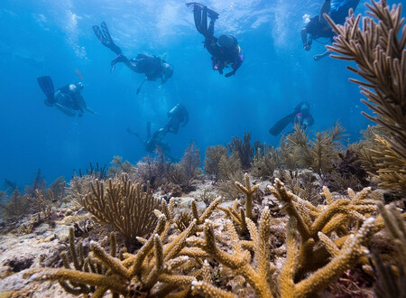 Mořský biolog David Vaughan tu už několik let úspěšně testuje metodu umělého odchovu korálů.