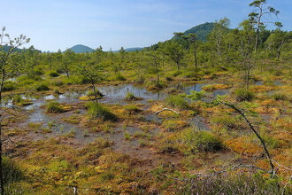 Velký zájem mají turisté i místní obyvatelé také o vybudované vyhlídkové molo u Národní přírodní památky Swamp