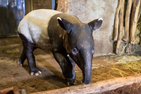 Mráz by podle něj mohl Tapíra ohrozit při nakládání nebo vykládání, případně tehdy, když by nastala nějaká komplikace při přepravě. Tapír má putovat do Amsterodamu, odkud poletí na Tchaj-wan. "Punťa" je prvním úspěšně odchovaným mládětem tapíra čabrakového v pražské zoo. / Ilustrační foto