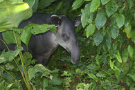 tapír středoamerický