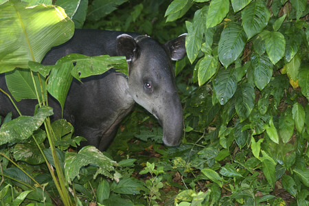 Podle UICN zmizelo za posledních 40 let ve Střední Americe více než 70 procent lesnatých zón. To tapíry přímo ohrožuje. Tapíři jsou také neustále loveni pro svou kůži, ale také na maso.