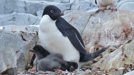 Přibližně třetina stávajících populací tučňáků kroužkových bude v roce 2060 ve fázi výrazného početního úpadku a v roce 2099 už bude pozorovatelný až 60 % pokles jejich početnosti. Příčinou úbytku nebude přímé fyzické ohrožení nebo lov, ale jednoduše to, že se většina hnízdních lokalit podél Jižního pólu stane příliš teplými.