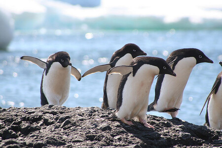 Tučňáci a jeřábi žijí v plzeňské zoo ve volném výběhu bez klecí a voliér.