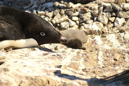 Vědci při pozorování kolonií 18.000 párů tučňáků kroužkových zjistili, že poslední reprodukční období na přelomu let 2016 a 2017 přežila pouze dvě mláďata.