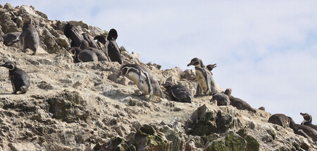 Neměří ani metr do výšky, dokázali ale zvítězit ve velkém boji: tučňáci Humboldtovi.