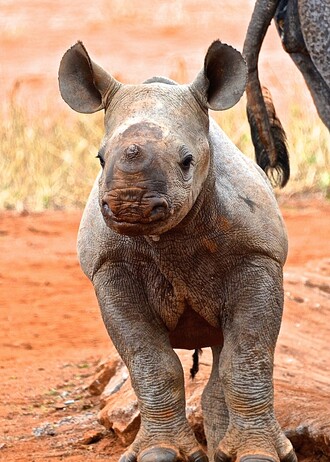 Zoo Dvůr Králové převezla v roce 2009 pár nosorožců zpět do Tanzanie. V jejich původním prostředí se jim letos v létě narodilo už druhé mládě, samička Tunu (na snímku).
