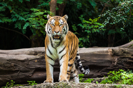 Více než polovina všech tygrů žijících ve volné přírodě má domov v Indii. Výrazný úbytek v počtu byl zaznamenán v Indonésii, kde místní lesy ničí produkce palmového oleje, celulózy a papíru