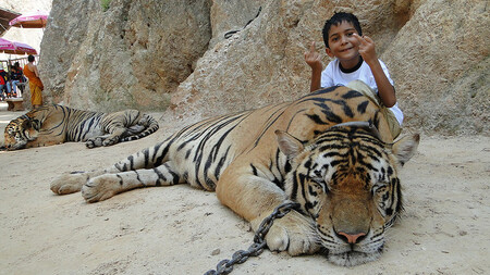 Areál hojně navštěvují turisté, kteří se s tygry rádi fotí.